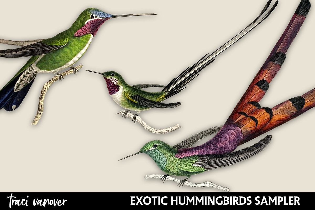 Exotic Hummingbirds Clipart Set, an Illustration by ephemoire (Photo 3 of 4)