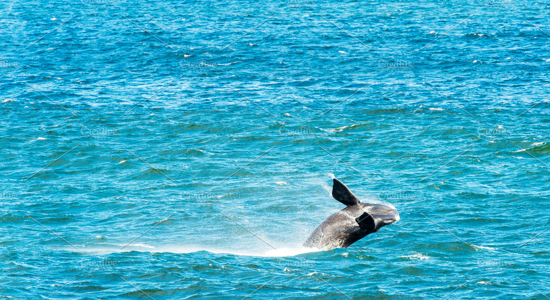 Southern Right Whale Breaching, an Animal Photo by THP Creative