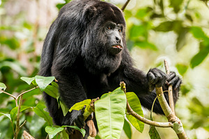 Black Howler Monkey Tongue Out, an Animal Photo by THP Creative