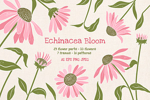 Coneflower Bloom Vector Clipart