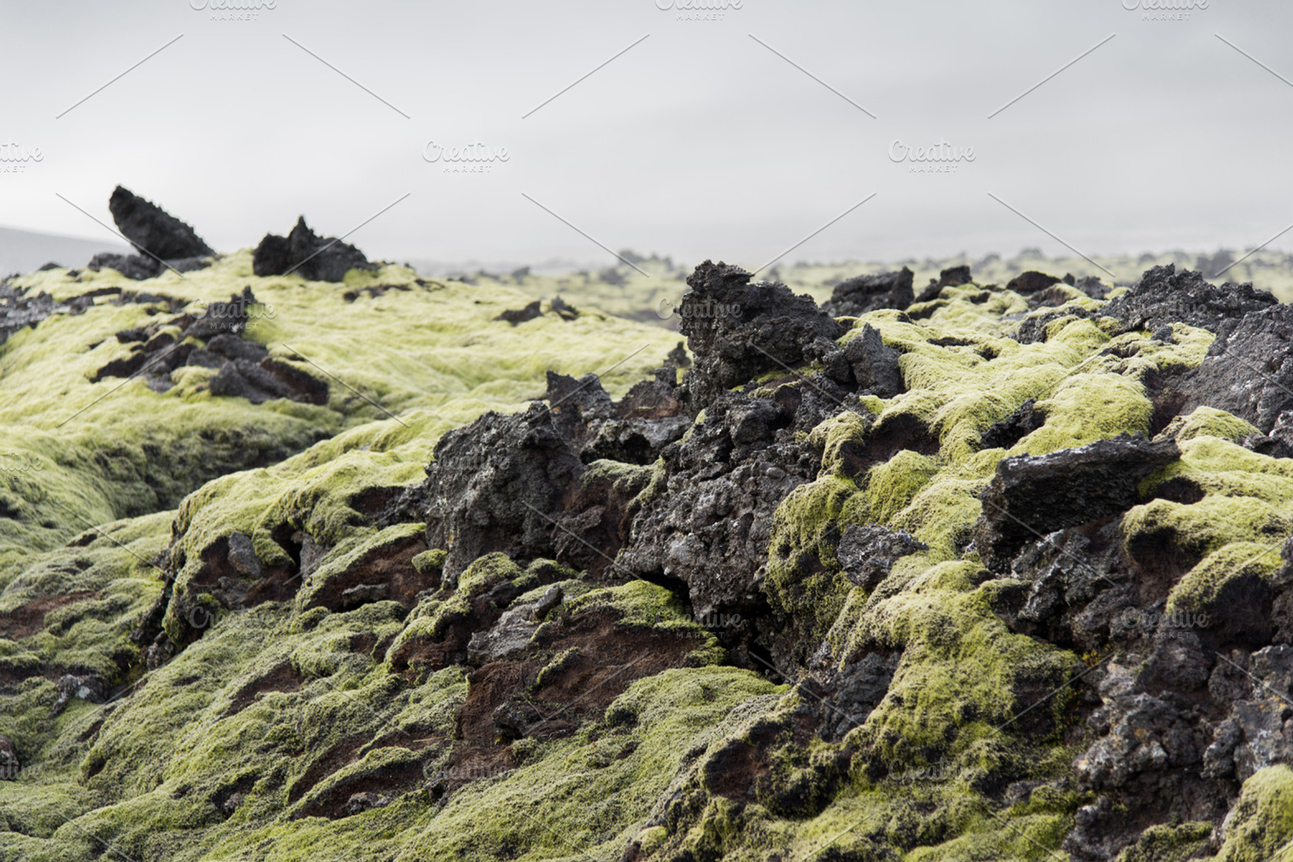 Icelandic Moss And Dark Lava Rocks