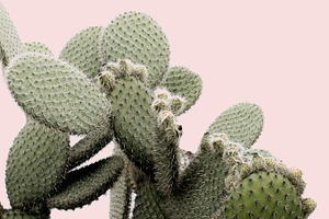 Cactus on Blush Pink Background