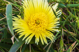 Carpobrotus edulis, a Nature Photo by Imaginarium