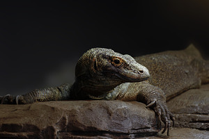 Komodo Dragon in the Foreground on a, an Animal Photo by Perpis