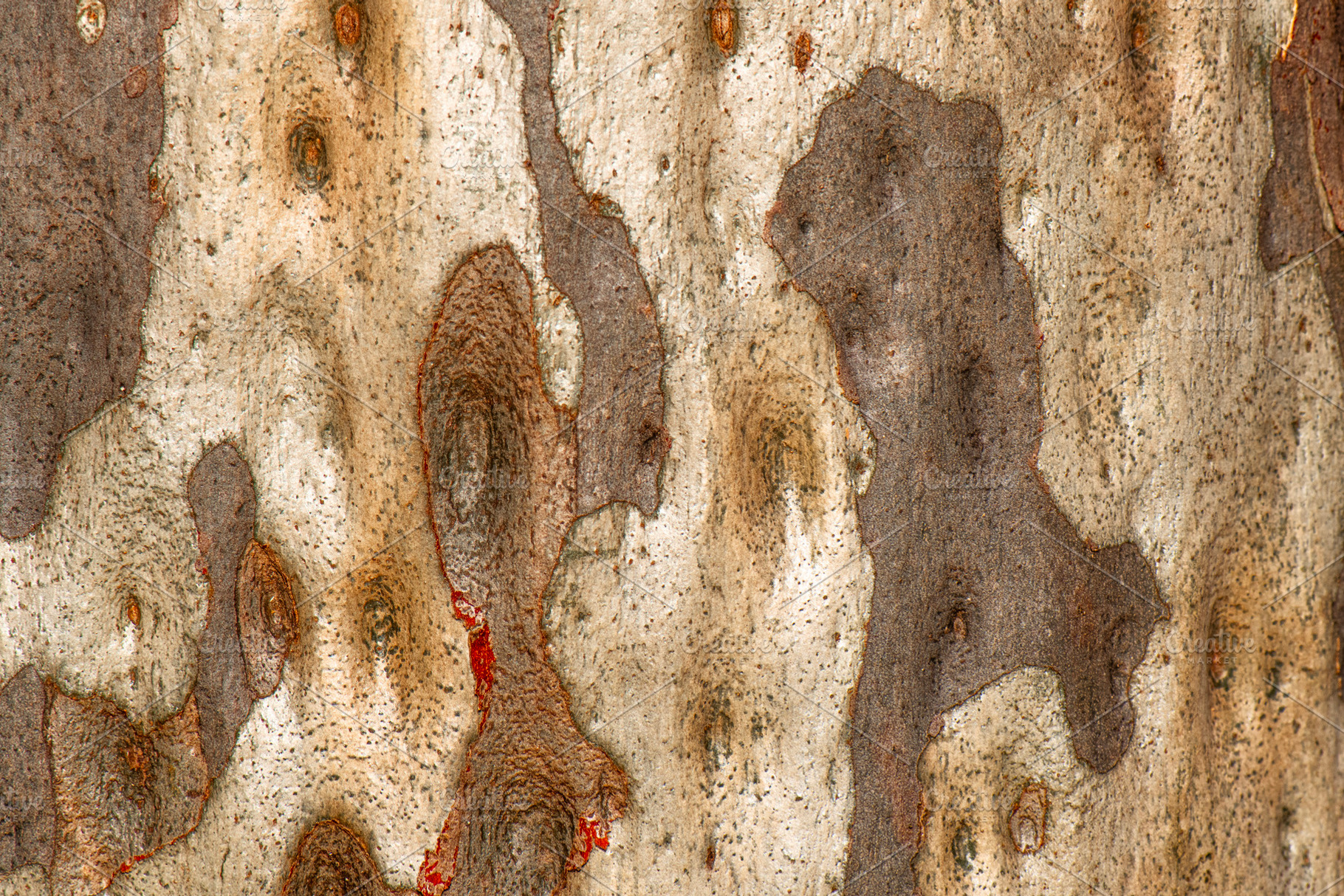 Eucalyptus Tree Bark, a Nature Photo by Rob D Animal Photography