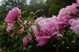 Peony 1 featuring peony, flowers, and pink