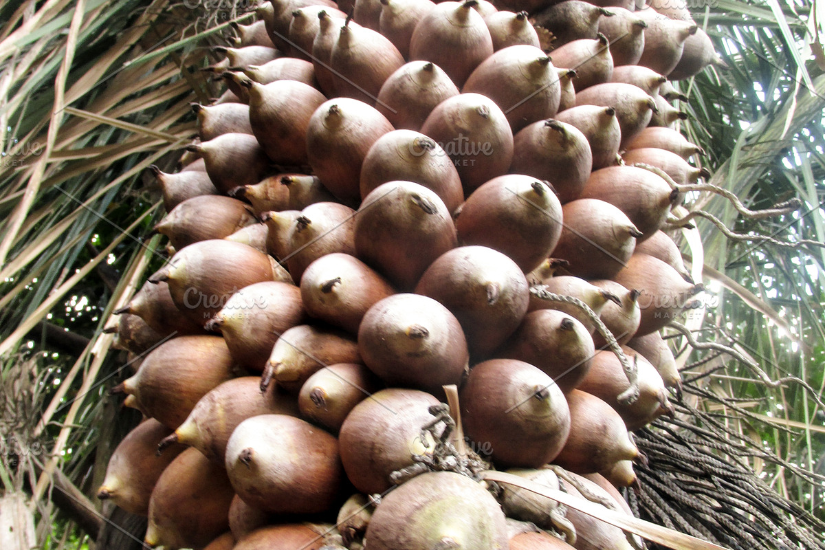 Babassu nut, a Nature Photo by FrancoShop (Photo 2 of 2)