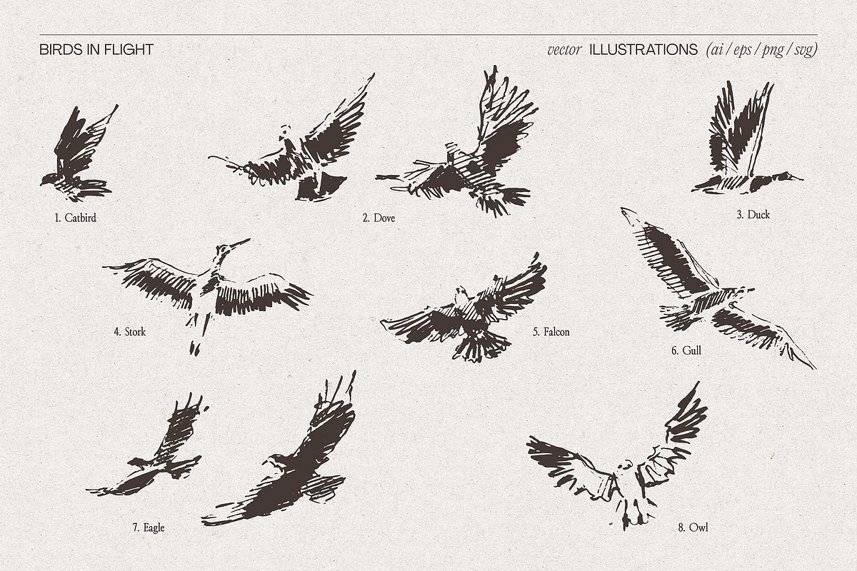 Sketch-Style Bird Flock Vector Set, an Animal Illustration by TheMountBirdStudio (Photo 9 of 11)