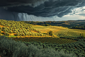 Spanish Olive Grove, Dramatic Skies, a Nature Photo by Virgo Studio
