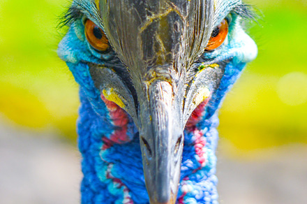 Southern cassowary, Casuarius