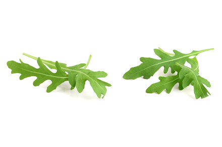 Green fresh rucola or arugula leaf, a Food & Drink Photo by NataPhoto