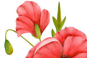 Red Poppy Clipart