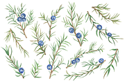 Juniper berries watercolor clipart, a Seasonal Illustration by Irina Avdeeva (Thumbnail 2 of 5)