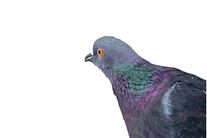 Isolated grey pigeon looking to the, an Animal Photo by Pakosta