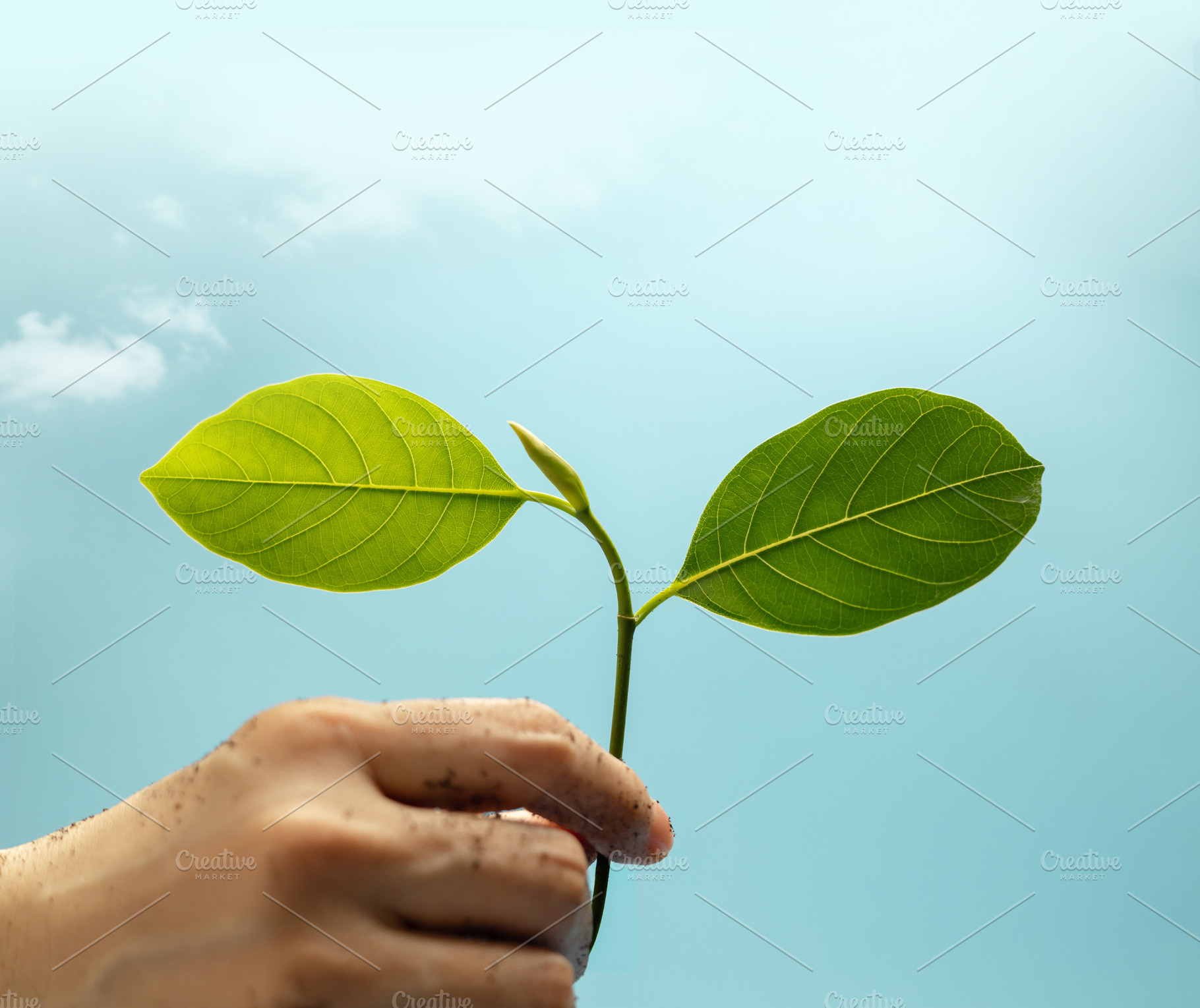 Hand holding green plant against blue sky representing environme, a Photo by salmon.black