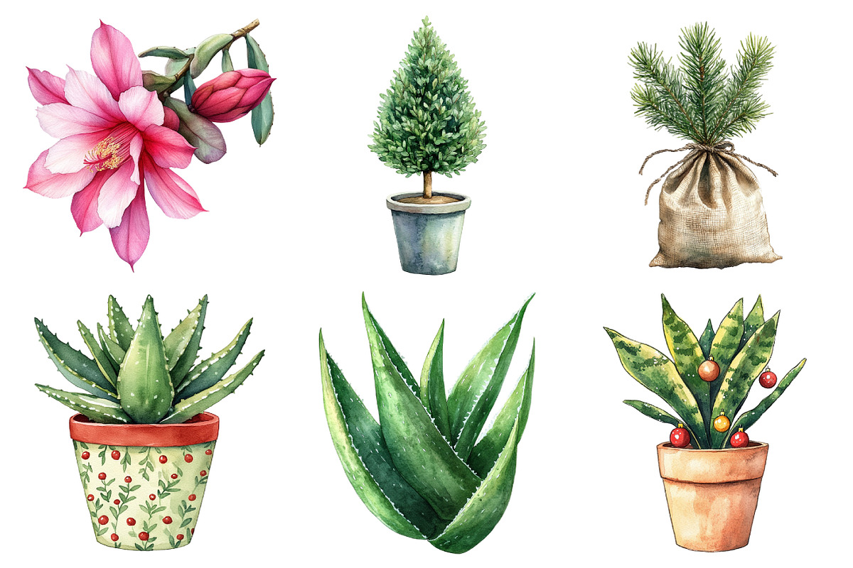Christmas Houseplants Clipart Bundle, an Illustration by Daily.Designs (Photo 5 of 5)