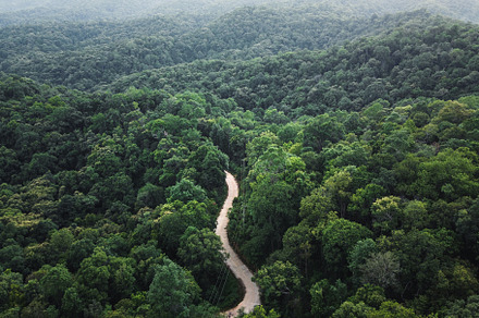 green forest in the tropics from above, a Nature Photo by Art Rachen