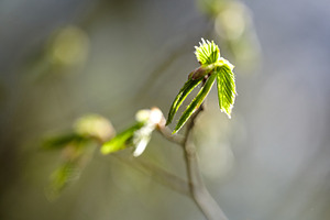 Macro of young green hazel leaves translucent in spring sunlight. First spring, a Nature Photo by Rohan Photography