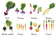 Food watercolor. Vegetables, a Food Illustration by irina.vaneeva (Thumbnail 4 of 25)