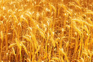 Detailed view of ripe golden wheat stalks in a sunlit field, ide, an Industrial Photo by Ales Munt