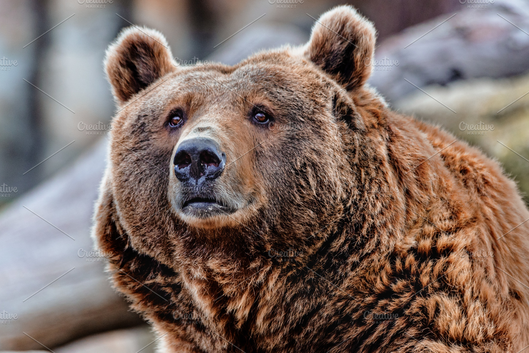 Portrait of a brown bear with a fixe, an Animal Photo by Perpis