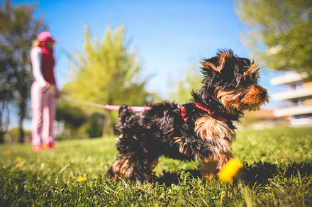 Little Pitbull Stock Photograph preview 5