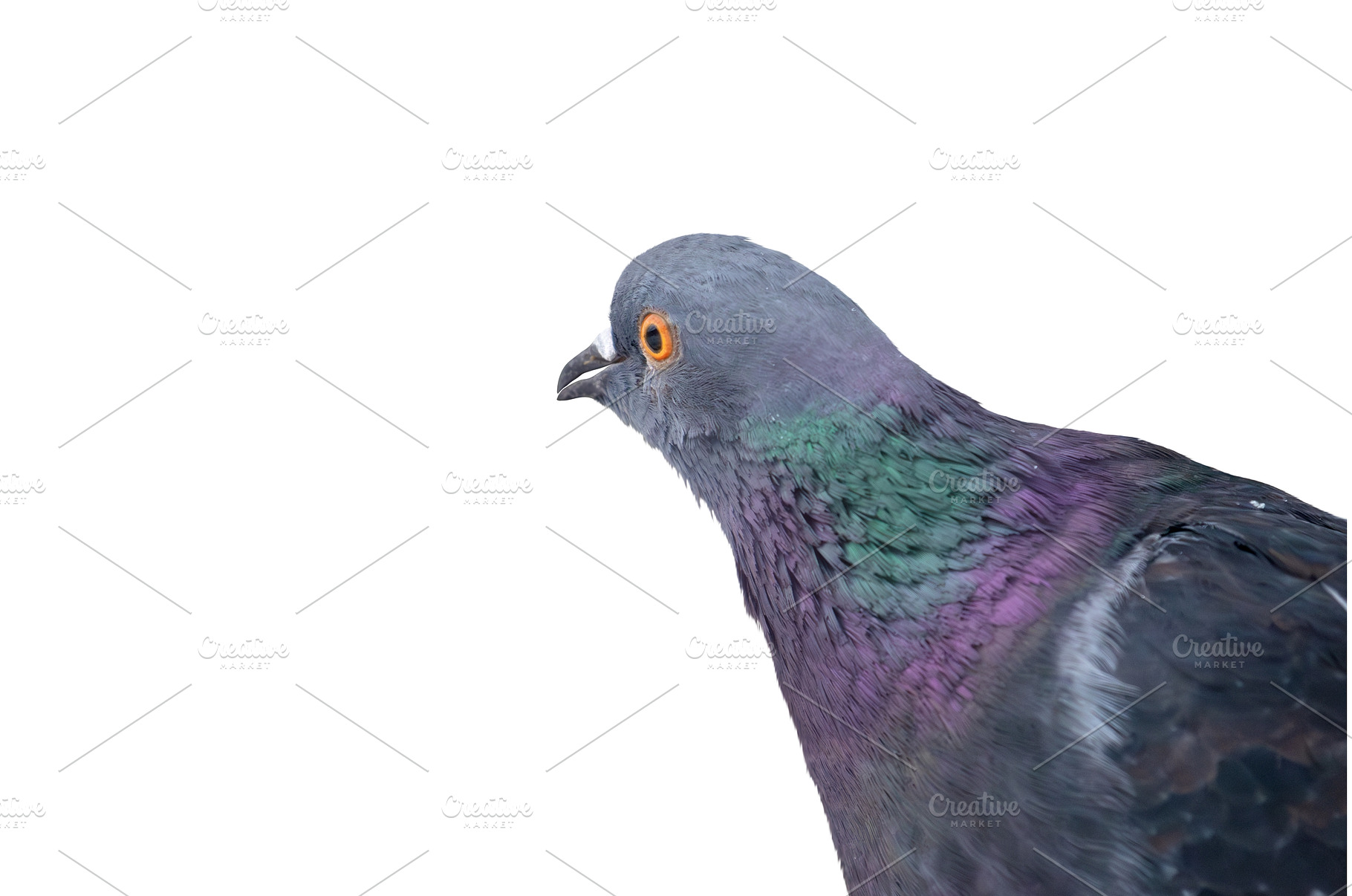 Isolated grey pigeon looking to the, an Animal Photo by Pakosta