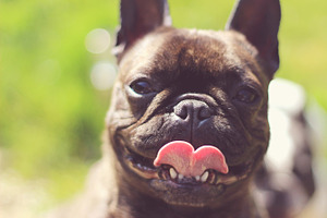 French bulldog close up containing dog, french bulldog, and blurred background