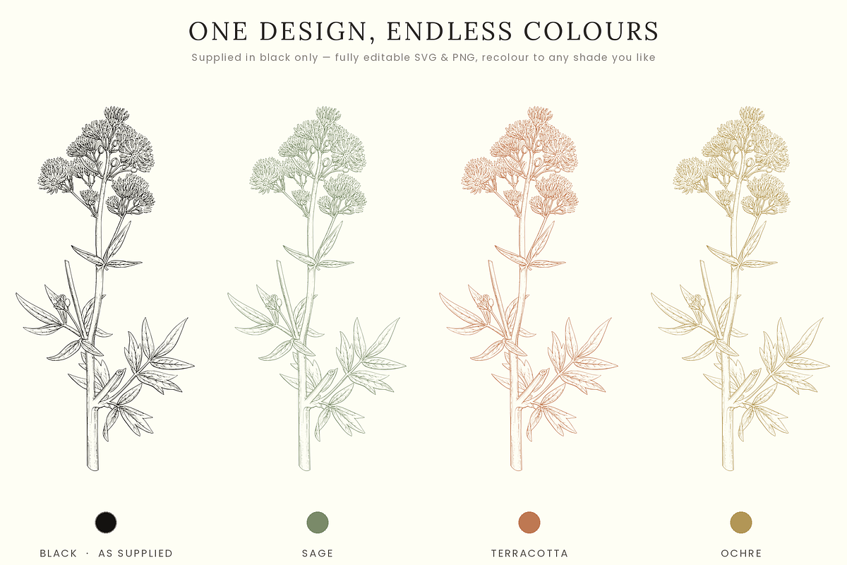 Botanical Floral Line Art Collection, a Decorative Illustration by AW Studios (Photo 8 of 9)