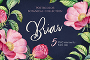 Watercolor Botanical Briar Flowers, a Graphic by Akvarelldesign (Thumbnail 1 of 3)