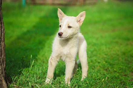 Cute and alert white puppy sitting i, an Animal Photo by AlexBush