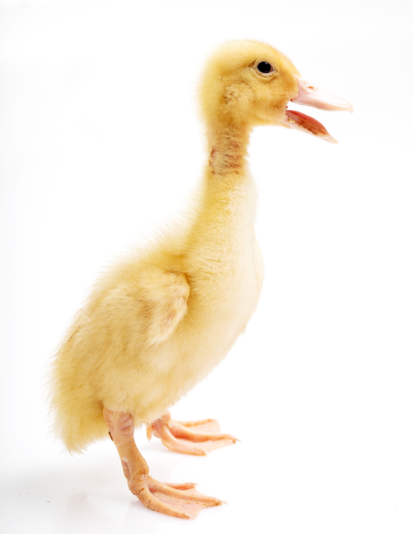 Little duck with open beak, an Animal Photo by PhotoMediaGroup