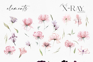 X-Ray Flowers Watercolor