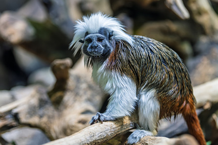 Cotton-top tamarin (Saguinus oedipus) little monkeys that are ve
