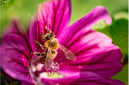 Honeybee, european western honey bee, an Animal Photo by MadPhotos
