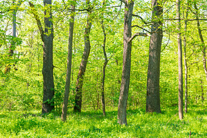 Green sunny forest panorama, a Nature Photo by Vapi