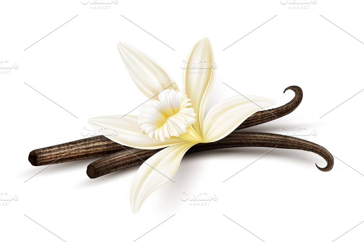 Vanilla flower dried sticks. Vector, a Food Illustration by LoopAll