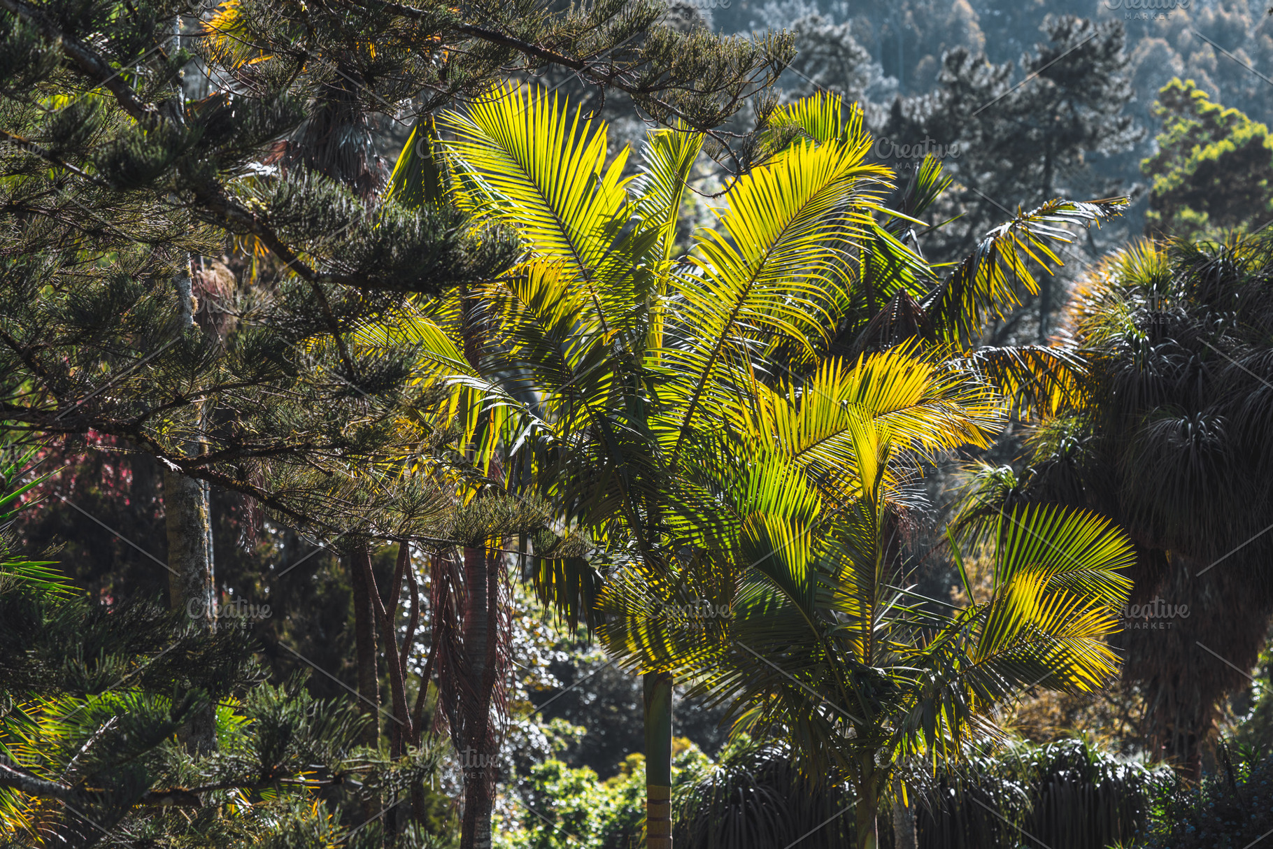 Sunlit tropical jungle foliage, a Nature Photo by SkyNext