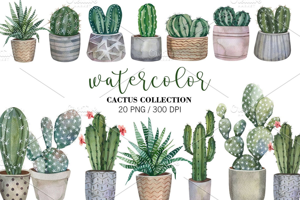 Watercolor Cactus Clipart PNG, an Object Illustration by PatternPalette (Photo 1 of 3)