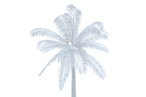 Palm