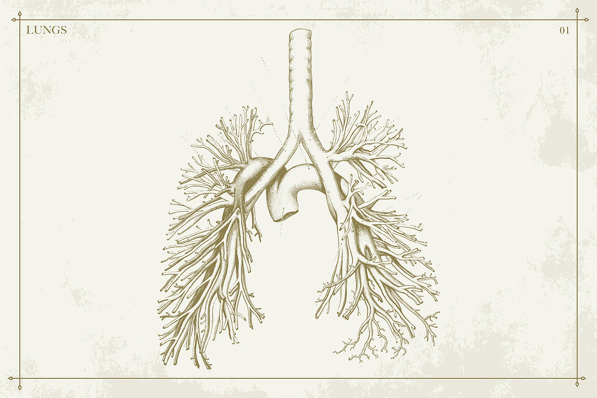100+ Vintage Anatomy Vectors, a Healthcare Illustration by Shizzle Stock (Photo 16 of 20)