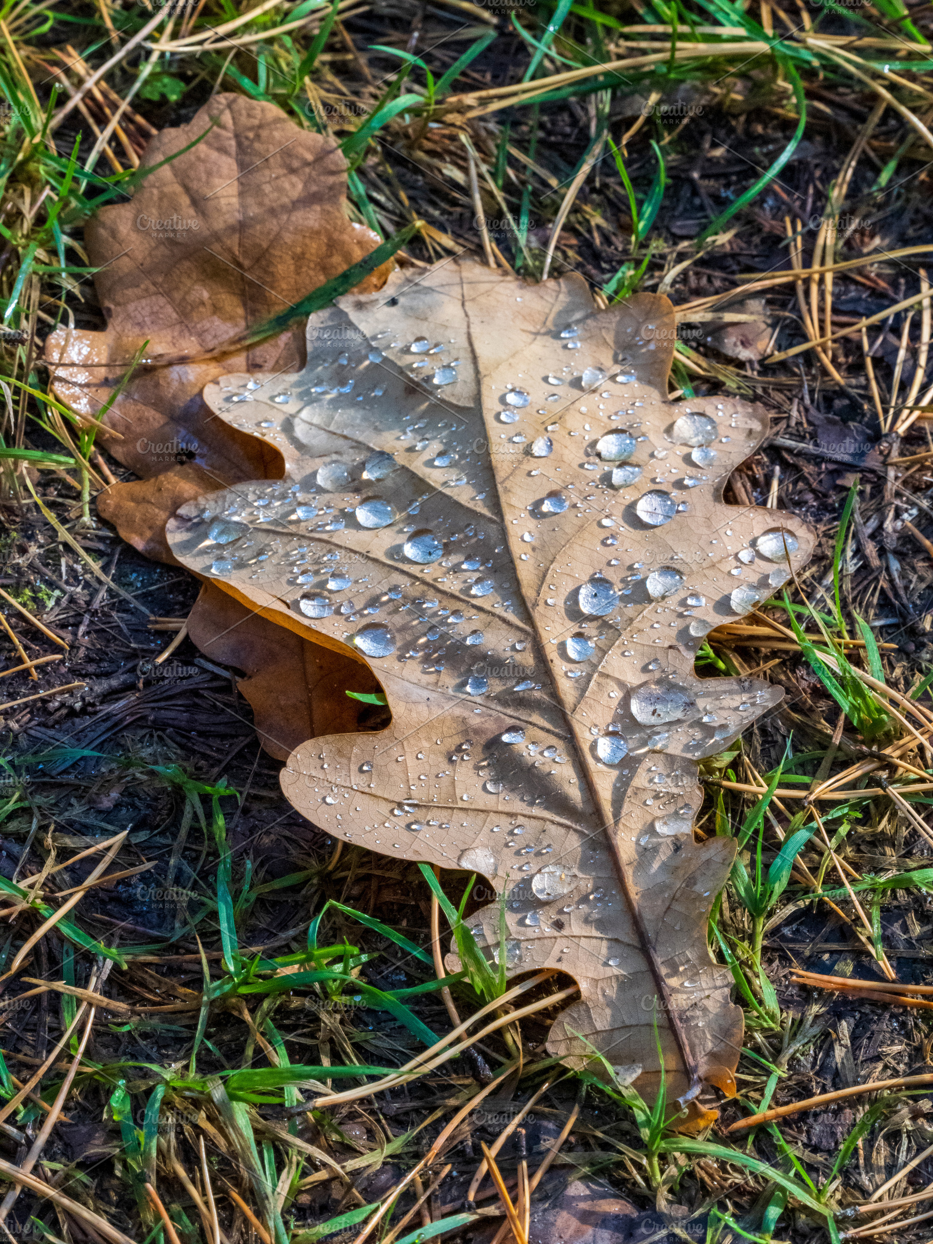 Fall Oak Leaves with Water Droplets, a Background Photo by Fascinadora