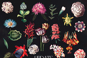 Women's Universe Collection, an Object Graphic by Natali Batu (Thumbnail 17 of 30)
