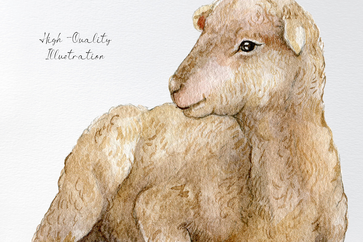 Watercolor lamb, sheep clipart, an Animal Illustration by yana.fefelova (Photo 3 of 4)