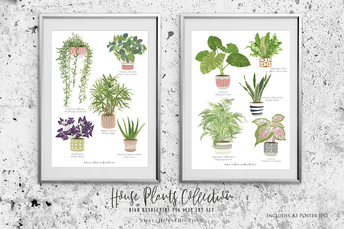 House Plants Collection Set II, a Graphic by SmallHouseBigPony (Photo 17 of 21)