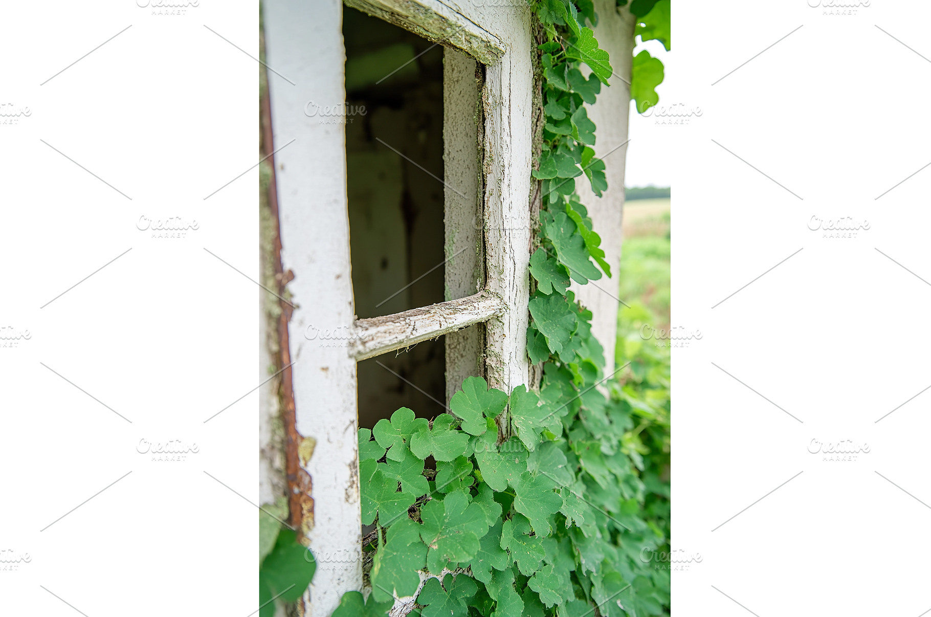 Overgrown Window Frame of Abandoned, an Architecture Photo by Lermont51