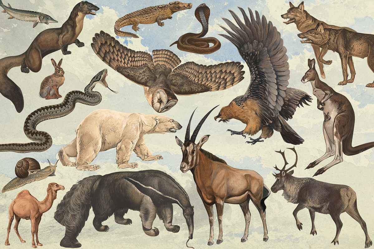 Rare! Meinhold Zoology Cliparts, an Object Graphic by Lilithcollageart (Photo 1 of 11)