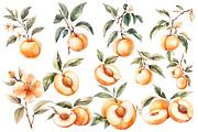 Peach Watercolor Clipart, an Illustration by Designworld (Thumbnail 3 of 5)