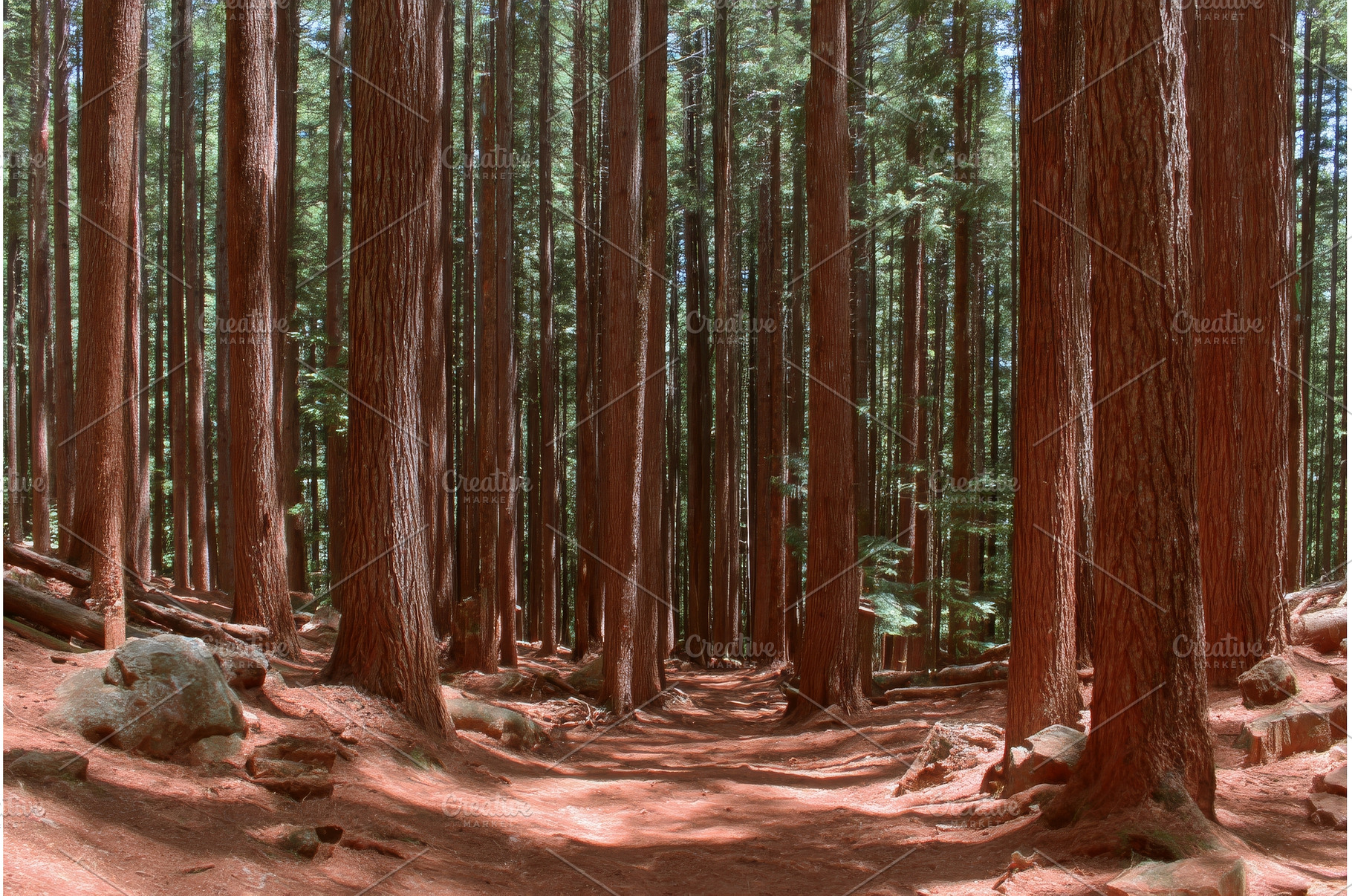 A sunny day in a pine forest, a Nature Photo by ZinetroN