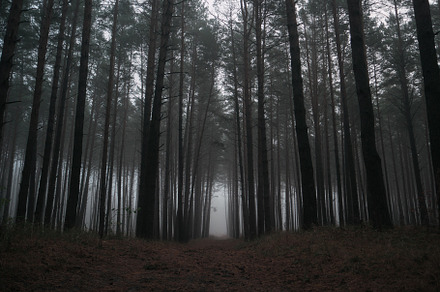 Misty and dark pine woods  autumn g stock photo containing fog and forest, a Nature Photo by PavelKant